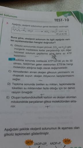 el Solunum
TEST-10
3.
Aşağıda, oksijenli solunumun genel denklemi verilmiştir.
+
C6H12O6 + 60₂ + 6H₂O
6C0₂
+12H₂O + ATP + Isı
(30 ya da 32)
Buna göre, oksijenli solunum ile ilgili aşağıda veri-
len açıklamalardan hangisi doğrudur?
A) Glikoliz sonucunda olu
