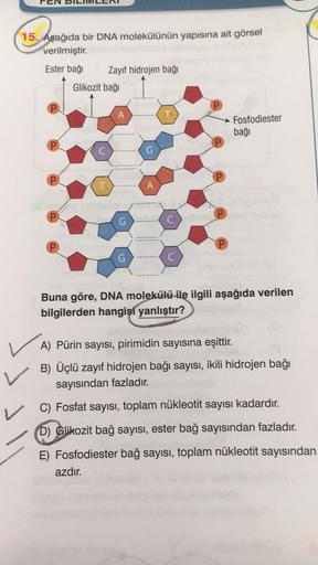 15. Aşağıda bir DNA molekülünün yapısına ait görsel
verilmiştir.
Ester bağı
Zayıf hidrojen bağı
Fosfodiester
bağı
D
T.
C
Buna göre, DNA molekülü ile ilgili aşağıda verilen
bilgilerden hangisi yanlıştır?
A) Pürin sayısı, pirimidin sayısına eşittir.
B) Üçlü