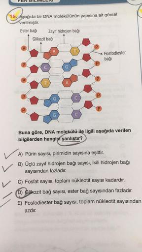 15. Aşağıda bir DNA molekülünün yapısına ait görsel
verilmiştir.
Ester bağı
Zayıf hidrojen bağı
Fosfodiester
bağı
D
T.
C
Buna göre, DNA molekülü ile ilgili aşağıda verilen
bilgilerden hangisi yanlıştır?
A) Pürin sayısı, pirimidin sayısına eşittir.
B) Üçlü 