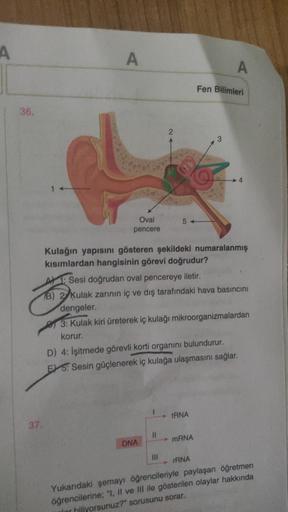 A
36.
A
2
A
Fen Bilimleri
Oval
pencere
54
Kulağın yapısını gösteren şekildeki numaralanmış
kısımlardan hangisinin görevi doğrudur?
A1: Sesi doğrudan oval pencereye iletir.
B) 2 Kulak zarının iç ve dış tarafındaki hava basıncını
dengeler.
3: Kulak kiri üret