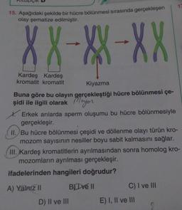 15. Aşağıdaki şekilde bir hücre bölünmesi sırasında gerçekleşen
olay şematize edilmiştir.
XX-XX-XX
Kardeş Kardeş
kromatit kromatit
Kiyazma
Buna göre bu olayın gerçekleştiği hücre bölünmesi çe-
şidi ile ilgili olarak Mayor
X. Erkek arılarda sperm oluşumu bu hücre bölünmesiyle
gerçekleşir.
II. Bu hücre bölünmesi çeşidi ve döllenme olayı türün kro-
mozom sayısının nesiller boyu sabit kalmasını sağlar.
III. Kardeş kromatitlerin ayrılmasından sonra homolog kro-
mozomların ayrılması gerçekleşir.
ifadelerinden hangileri doğrudur?
A) Yalniz II
BLIve II
C) I ve III
D) II ve III
E) I, II ve III