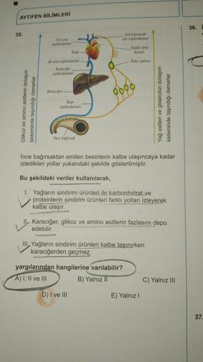 AYT/FEN BİLİMLERİ
Üst ana
toplardamar
Kalp
Alt ana toplardamar
Karaciğer
toplardamarı
35.
Glikoz ve amino asitlerin dolaşım
sisteminde taşındığı damarlar
Karaciğer
Sol köprücük
altı toplardamar
Gögüs lenf
kanalı
Peke sarnıcı
0000
İnce bağırsak
İnce bağırsa