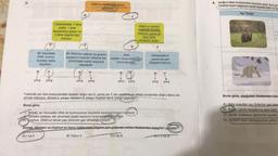 1 Nükleotidde; 1 tane
fosfat, 1 tane
deoksiriboz şekeri ve
4 tane organik baz
bulunur.
D
DNA'nin temel yapı birimi
genlerdir.
DNA'nın kendini
eşlemesi sonucu
birbirinin aynısıİki
tane DNA
molekülü oluşur.
D
B
Y
Bir hücredeki
DNA, kromo-
zomdan daha
küçüktü