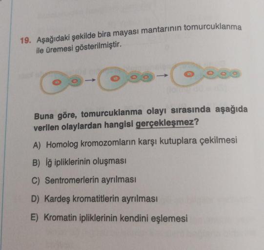 19. Aşağıdaki şekilde bira mayası mantarının tomurcuklanma
ile üremesi gösterilmiştir.
O
(forme
Buna göre, tomurcuklanma olayı sırasında aşağıda
verilen olaylardan hangisi gerçekleşmez?
A) Homolog kromozomların karşı kutuplara çekilmesi
B) İğ ipliklerinin
