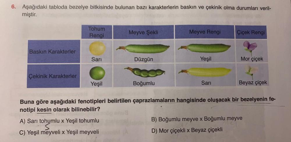 6. Aşağıdaki tabloda bezelye bitkisinde bulunan bazı karakterlerin baskın ve çekinik olma durumları veril-
miştir.
Tohum
Rengi
Meyve Şekli
Meyve Rengi
Çiçek Rengi
Baskın Karakterler
Sarı
Düzgün
Yeşil
Mor çiçek
Çekinik Karakterler
Yeşil
Boğumlu
Sarı
Beyaz ç
