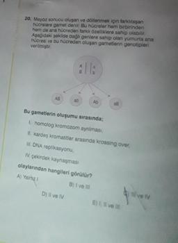 20. Mayoz sonucu oluşan ve döllenmek için farklılaşan
hücrelere gamet denir. Bu hücreler hem birbirinden
hem de ana hücreden farklı özelliklere sahip olabilir.
Aşağıdaki şekilde bağlı genlere sahip olan yumurta ana
hücresi ve bu hücreden oluşan gametlerin genotipleri
verilmiştir.
AB
ab
Ab
Bu gametlerin oluşumu sırasında;
1. homolog kromozom ayrılması,
II. kardeş kromatitler arasında krossing over,
III. DNA replikasyonu,
IV. çekirdek kaynaşması
olaylarından hangileri görülür?
A) Yalnız I
B) I ve !!!
D) Il ve IV
E) 1. Il ve ill
I've (V