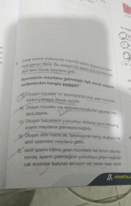 Erkek üreme sisteminde mayozla sperm oluşumuna sper
matogenez denir. Bu süreçte bir sperm ana hücresinden
dört tane hücre meydana gelir.
Spermlerin meydana gelmesiyle ilgili olarak aşağıda
verilenlerden hangisi yanlıştır?
A) Oluşan hücreler "n" kromozomlu olup, şekil ve büyük
lükleri yaklaşık olarak aynıdır.
B) Oluşan hücreler vas deferens kanalından geçerek üret
raya taşınır.
C) Oluşan hücrelerin yumurtayı dölleme şansi krossing
overin meydana gelmesine bağlıdır.
DY Oluşan dört hücre de, farklılaşarak kamçı oluşturur ve
aktif spermleri meydana getirir.
E) Aktif sperm hâline gelen hücrelerin her birinin baş kis-
mında, sperm çekirdeğinin yumurtaya girişini sağlaya-
cak enzimler bulunan akrozom adı verilen kese vardır.
AVANTAJ
G