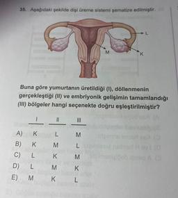 35. Aşağıdaki şekilde dişi üreme sistemi şematize edilmiştir.
M
Buna göre yumurtanın üretildiği (1), döllenmenin
gerçekleştiği (II) ve embriyonik gelişimin tamamlandığı
(III) bölgeler hangi seçenekte doğru eşleştirilmiştir?
||
|||
A) K
L
B)
K
M
L K
L
M
M
K
C)
D)
E)
ML
LSI
M
K
L