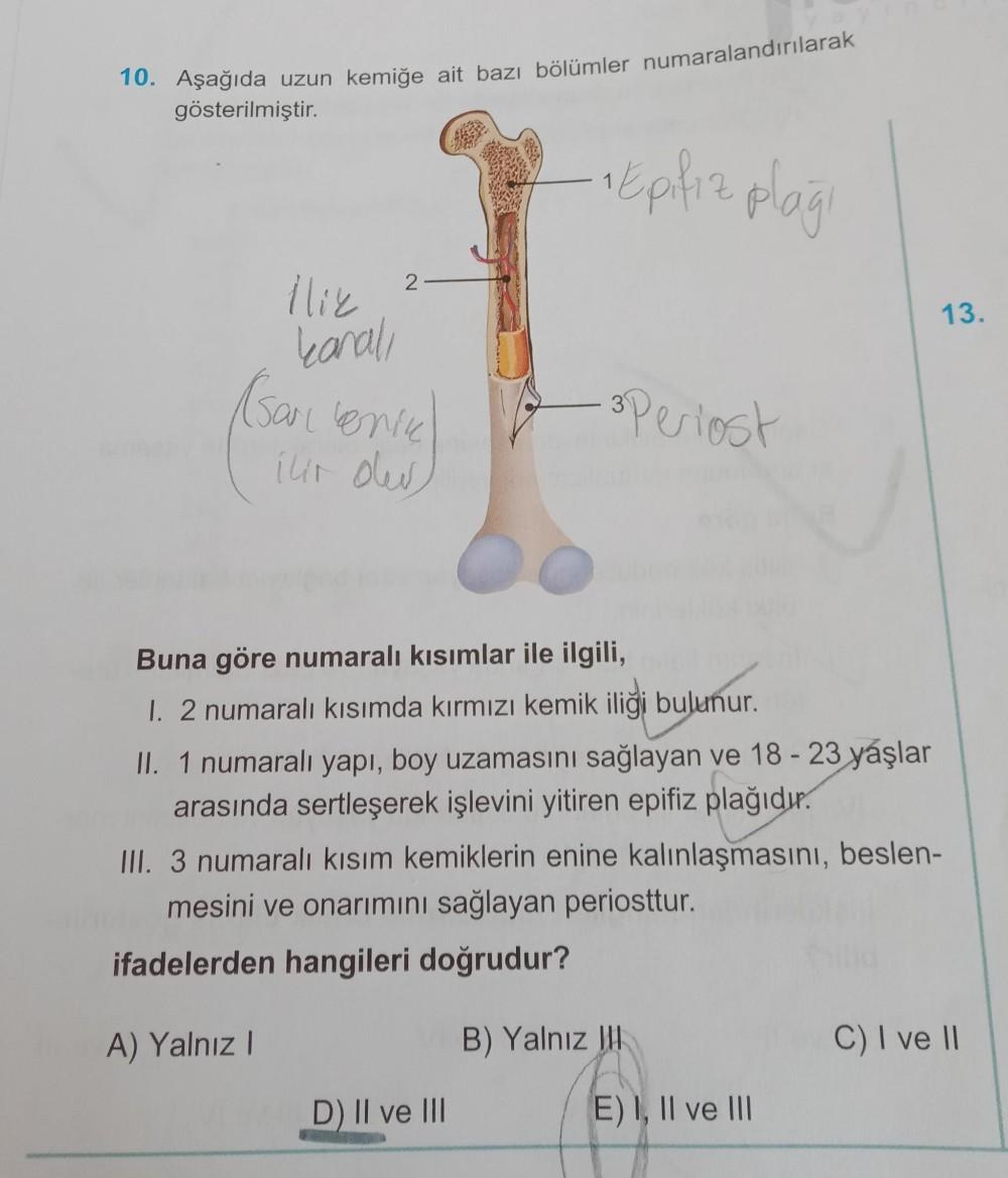10 A a da Uzun Kemi e Ait Baz B l mler Numaralan Biyoloji