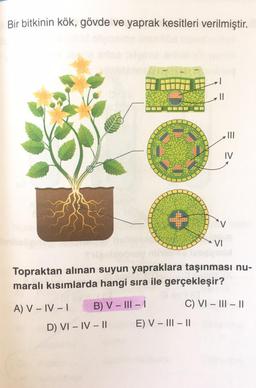 Bir bitkinin kök, gövde ve yaprak kesitleri verilmiştir.
|||
VI
Topraktan alınan suyun yapraklara taşınması nu-
maralı kısımlarda hangi sıra ile gerçekleşir?
A) V-IV-I
B) V - III-1
C) VI - III - II
E) V-III-II
D) VI - IV-II
CO
IV