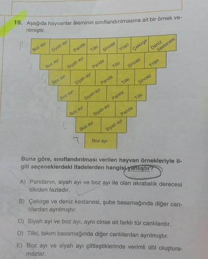 19. Aşağıda hayvanlar âleminin sınıflandırılmasına ait bir örnek ve-
rilmiştir.
Boz ayı
Siyah ayı
Sincap
Tilki
Tilki
Boz ayı
Panda
Siyah ayı
Siyah ayı
Siyah ayı
Siyah ayı
Boz ayı
Boz ayı
Boz ayı
Boz ayı
Tilki
Panda
Panda
Panda
Panda
Yılan
Sincap
Sincap
Siy