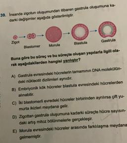 39. Insanda zigotun oluşumundan itibaren gastrula oluşumuna ka-
darki değişimler aşağıda gösterilmiştir.
Zigot
Blastomer
Morula
Blastula
Gastrula
Buna göre bu süreç ve bu süreçte oluşan yapılarla ilgili ola-
rak aşağıdakilerden hangisi yanlıştır?
A) Gastrula evresindeki hücrelerin tamamının DNA molekülün-
deki nükleotit dizilimleri aynıdır.
B) Embriyonik kök hücreler blastula evresindeki hücrelerden
alınabilir.
C) Iki blastomerli evredeki hücreler birbirinden ayrılırsa çift yu-
murta ikizleri meydana gelir.
D) Zigottan gastrula oluşumuna kadarki süreçte hücre sayısın-
daki artış mitoz bölünmelerle gerçekleşir.
E) Morula evresindeki hücreler arasında farklılaşma meydana
gelmemiştir.