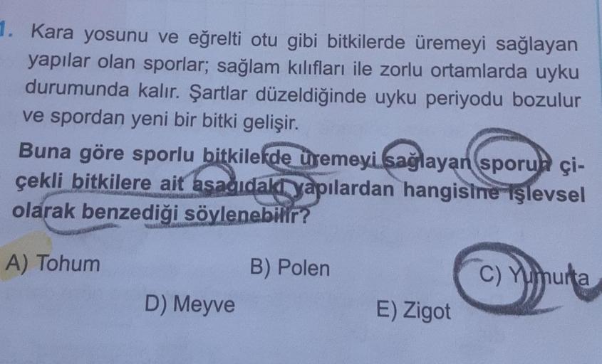 1. Kara yosunu ve eğrelti otu gibi bitkilerde üremeyi sağlayan
yapılar olan sporlar; sağlam kılıfları ile zorlu ortamlarda uyku
durumunda kalır. Şartlar düzeldiğinde uyku periyodu bozulur
ve spordan yeni bir bitki gelişir.
Buna göre sporlu bitkilerde üreme