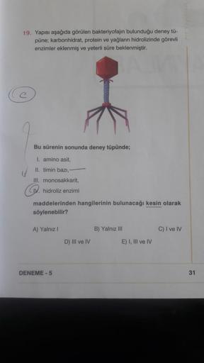 19. Yapısı aşağıda görülen bakteriyofajın bulunduğu deney tü-
püne; karbonhidrat, protein ve yağların hidrolizinde görevli
enzimler eklenmiş ve yeterli süre beklenmiştir.
Bu sürenin sonunda deney tüpünde;
I. amino asit,
II. timin bazı,
III. monosakkarit,
V