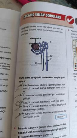 Distal tüp
ÇIKMIŞ SINAV SORULARI
Aşağıdaki şekilde insan böbreğinde yer alan bir
nefron ve toplama kanalı numaralandırılarak gös-
4
terilmiştir.
Glomerulus
11
-V
VIR
Buna göre aşağıdaki ifadelerden hangisi yan-
lıştır?
A) Kan basıncının etkisiyle glomerulustaki kan
SIVISI, I numaralı kısma doğru tek yönlü süzü-
lür.
B) Il numaralı kısımda glikozun geri emilimi ger-
çekleşir.
V!
Il ve IV numaralı kısımlarda NaCl geri emilir.
D) Il ve V numaralı kısımlardan H₂O geçişi pasif
taşıma ile gerçekleşir.
EV numaralı kısımda kreatinin molekülünün ta-
mamı geri emilir.
2019/AYT
2. İnsanda solunum gazları olan oksijen ve kar-
bondioksitin kanda taşınmasıyla ilgili aşağıda-
ki ifadelerden hangisi yanlıştır?
gegen oksijenin
toplama kanalı
lanı gösteril-
ngisi doğru
sülüne ge-
alı damarla
n kanalına
amar olup
arı birbiri-
ini oluş-
Sunluğu
ndaki
deği-
Esit
IV
3. Aşağıdak
çeşitli you
lan göste
Su kaza
100
80
80
40
20-
18
Bu g
gisi
A)
60
â
TT