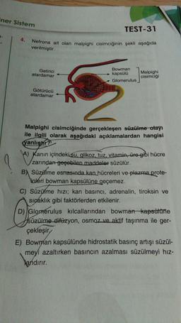 iner Sistem
TEST-31
Nefrona ait olan malpighi cisimciğinin şekli aşağıda
verilmiştir.
Getirici
atardamar
Bowman
kapsülü
Glomerulus
Malpighi
cisimciği
Götürücü
atardamar
Malpighi cisimciğinde gerçekleşen süzülme olayı
ile ilgili olarak aşağıdaki açıklamalardan hangisi
yanlıştır?
A) Kanın içindeki su, glikoz, tuz, vitamin, üre gibi hücre
zarından geçebilen maddeler süzülür.
B) Süzülme esnasında kan hücreleri ve plazma prote-
inleri bowman kapsülüne geçemez.
C) Süzüme hızı; kan basıncı, adrenalin, tiroksin ve
sıcaklık gibi faktörlerden etkilenir.
You
D) Glomerulus kılcallarından bowman kapsütüne
süzülme difüzyon, osmoz ve aktif taşınma ile ger-
çekleşir
E) Bowman kapsülünde hidrostatik basınç artışı süzül-
meyi azaltırken basıncın azalması süzülmeyi hız-
landırır.