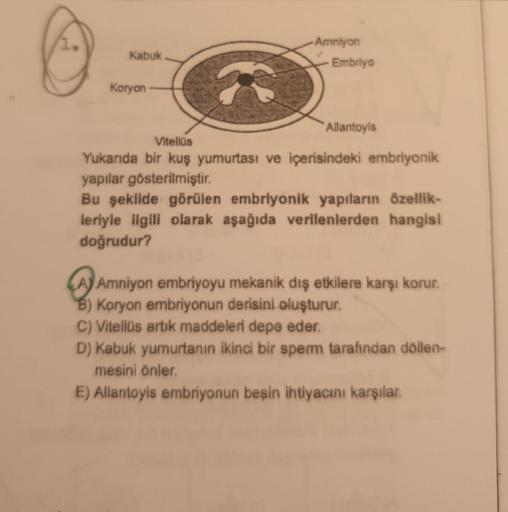 Kabuk
Amniyon
Embriyo
Koryon
Allantoyis
Vitellüs
Yukarıda bir kuş yumurtası ve içerisindeki embriyonik
yapılar gösterilmiştir.
Bu şekilde görülen embriyonik yapıların özellik-
leriyle ilgili olarak aşağıda verilenlerden hangisi
doğrudur?
A) Amniyon embriyo