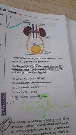 İNER SİSTEMİ
in
11.
as
-k
1-
APOTEMI
Böbrek
toplardaman
11
Böbrek
atardaman
HS
Böbrek
Üneter
Idrar III
kesesi
Üretra
Yukarıdaki şekilde sağlıklı bir insanın boşaltım siste-
mi ait bazı yapılar numaralandırılmıştır.
Verilen şekilde Ive Il nolu yapıda bulunup Ill'te
bulunmayacak yapılar aşağıdakilerden hangi-
sinde doğru olarak verilmiştir?
A) Glikoz, Kan hücresi, Mineral
B) Vitamin, Hormon, Amino asit
€) Üre, Kan hücresi, lyon
D) Vitamin, Su, Hormon
E) Kan hücresi, Glikoz, Hormon
12 Yumurtlayan hayvanlarda embriyo yumurta içinde
gelişirken, metabolizma artığı olarak meydana ge-
len ürenin yoğunluğu, yumurta içinde ozmotik ba-
unbilir ve zararlı olabilir. Bu durumun önlen-