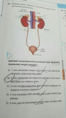 38. Aşağıdaki şekilde sağlıklı bir insana ait bazı yapılar numa-
ralandırılarak gösterilmiştir.
Alt ana
toplar damar
Aort
2
ES
Topter
Böbrek
39. Ilim
ha
le
İdrar
kesesi
5
Şekildeki numaralandırılmış kısımlarla ilgili aşağıdaki
ifadelerden hangisi yanlıştır?
A) 1 nolu damardaki oksijen yoğunluğu 2 nolu damarda-
kroksijen yoğunluğundan azdır.
B) 2 olu damardaki kan basıncının artması 5 nolu kısım-
dan atılan sıvı miktarını artırır.
C) 3 nolu bezden sodyumun deri emilimini sağlayan al-
dosteron hormonu salgılanır.
D) 4 nolu kanaldan ADH etkisiyle suyun geri emilimi ger-
çekleşir.
E) 5 nolu yapı ile böbreklerde oluşan idrar vücuttan atılır.
YAYINLARI
mrk2