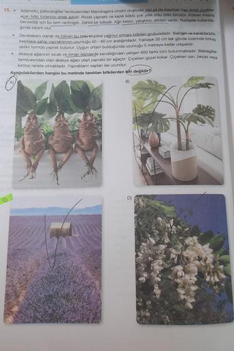 15. .
Adamotu, patlıcangiller familyasından Mandragora cinsini oluşturan sarı ya da mavimsi-mor renkli çiçekler
açan bitki türlerinin ortak adıdır. Rozet yapraklı ve kazık köklü çok yıllık otsu bitki türüdür. Kökleri insana
benzediği için bu isim verilmişt