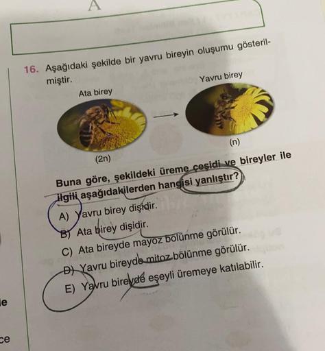 le
ce
A
16. Aşağıdaki şekilde bir yavru bireyin oluşumu gösteril-
miştir.
Ata birey
Yavru birey
(2n)
(n)
Buna göre, şekildeki üreme çeşidi ve bireyler ile
ilgili aşağıdakilerden hangisi yanlıştır?
A) Yavru birey dişidir.
.....
B) Ata birey dişidir.
C) Ata