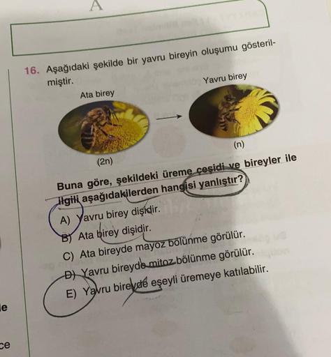 le
ce
A
16. Aşağıdaki şekilde bir yavru bireyin oluşumu gösteril-
miştir.
Ata birey
Yavru birey
(2n)
(n)
Buna göre, şekildeki üreme çeşidi ve bireyler ile
ilgili aşağıdakilerden hangisi yanlıştır?
A) Yavru birey dişidir.
.....
B) Ata birey dişidir.
C) Ata 