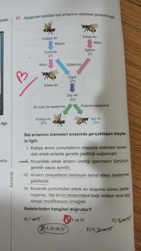 idaki
ilgi-
eliş-
karekök
17. Aşağıdaki şekilde bal arılarının üremesi gösterilmiştir.
Kraliçe Ari
Erkek Ari
Mayoz
Sperm
Yumurta
(n)
(n)
AN
Mitoz,
Döllenme
Zigot
(2n)
Dişi Arı
(2n)
Mitoz
Erkek Arı
Arı sütü ile beslenme
Polenle beslenme
Kraliçe Ari
İşçi Arı