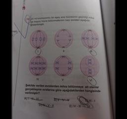 miştir.
30 YAYIN
12/ 2n =4 kromozomlu bir eşey ana hücresinin geçirdiği mitoz
ve mayoz hücre bölünmelerinin bazı evreleri aşağıda
gösterilmiştir.
JH
ed
es.
es
1
**
IV
V
Şekilde verilen evrelerden mitoz bölünmeye ait olanlar
gerçekleşme sıralarına göre aşağıdakilerden hangisinde
verilmiştir?
AJT-HVL
B)II-IV-V
611-1
DIV-V-II
E) IV-III-VI
X X
||
≤XXXX)
VI