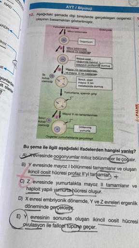 NAD
NADH
ikoz-
at-
recind
yonlardan
it olanlar
Sulta
3
AYT/ Biyoloji
12. Aşağıdaki şemada dişi bireylerde gerçekleşen oogenez
olayının basamakları gösterilmiştir.
Yumurtalık ana hücresi
Embriyoda
Mitoz bölünmeler
2n
/4
2n
/01
Mayoz l'in tamamlanması
ve may