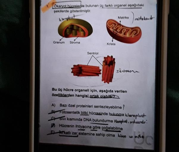 Okaryot hücrelerde bulunan üç farklı organel aşağıd… Biyoloji Okaryot hücrelerde bulunan üç farklı organel aşağıd… Biyoloji
