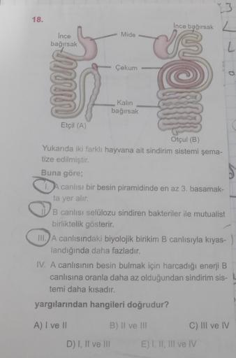 18.
İnce
bağırsak
Înce bağırsak
Mide
US
Çekum
Kalın
bağırsak
Etçil (A)
Otçul (B)
Yukarıda iki farklı hayvana ait sindirim sistemi şema-
tize edilmiştir.
Buna göre;
1. A caniisi bir besin piramidinde en az 3. basamak-
ta yer alır.
B canlısı selülozu sindire