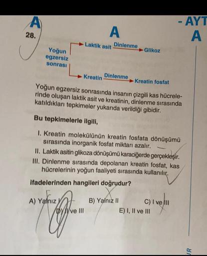 A
28.
A
of
Laktik asit
Glikoz
Yoğun
egzersiz
sonrası
Dinlenme
Kreatin
Kreatin fosfat
Yoğun egzersiz sonrasında insanın çizgili kas hücrele-
rinde oluşan laktik asit ve kreatinin, dinlenme sırasında
katıldıkları tepkimeler yukarıda verildiği gibidir.
Bu tep