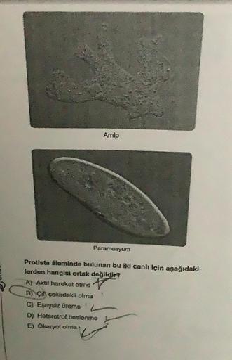 Amip
Paramesyum
Protista âleminde bulunan bu iki canlı için aşağıdaki-
lerden hangisi ortak değildir?
A) Aktif hareket etme
B) Çift çekirdekli olma
C) Eşeysiz üreme
D) Heterotrof beslenme
E) Okaryot olma)