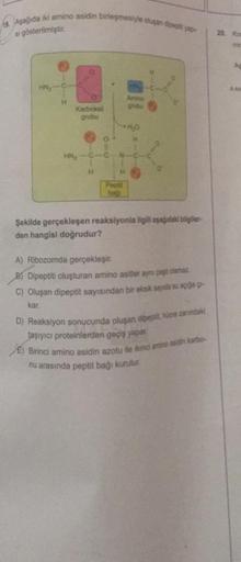 19. Aşağıda iki amino asidin birleşmesiyle oluşan dipept yap
si gösterilmiştir.
HN₂
Arting
Karboksit
grubu
H
H
Şekilde gerçekleşen reaksiyonla ilgili aşağıdaki bilgiler-
den hangisi doğrudur?
A) Ribozomda gerçekleşir.
B Dipeptiti oluşturan amino asitler ay