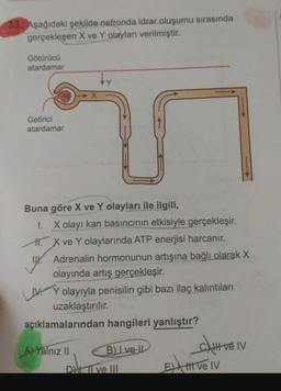 33. Aşağıdaki şekilde nefronda idrar oluşumu sırasında
gerçekleşen X ve Y olayları verilmiştir.
Götürücü
atardamar
Getirici
atardamar
Buna göre X ve Y olayları ile ilgili,
1. X olayı kan basıncının etkisiyle gerçekleşir.
X ve Y olaylarında ATP enerjisi harcanır.
IU Adrenalin hormonunun artışına bağlı olarak X
olayında artış gerçekleşir.
Y olayıyla penisilin gibi bazı ilaç kalıntıları
uzaklaştırılır.
ve IV
açıklamalarından hangileri yanlıştır?
A) Yalnız II
B). I ve II
DHI. II ve III
Ett ve IV