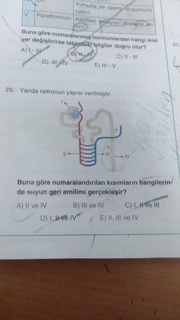 Yumurta ve sperm oluşumunu
uyarır.
V.
Parathormon
Kandaki kalsiyum düzeyini ar-
tirir
Buna göre numaralanmış hormonlardan hangi ikisi
yer değiştirirse tablodaki bilgiler doğru olur?
A) I-II
B) IV
C) II - III
D) IH V
E) III - V
29. Yanda nefronun yapısı verilmiştir.
S
-IV
Buna göre numaralandırılan kısımların hangilerin-
de suyun geri emilimi gerçekleşir?
A) Il ve IV
B) III ve IV
C) I, II ve III
D) I, II ve IV
E) II, III ve IV
31,