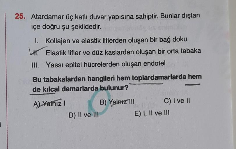 25. Atardamar üç katlı duvar yapısına sahiptir. Bunlar dıştan
içe doğru şu şekildedir.
I. Kollajen ve elastik liflerden oluşan bir bağ doku
H. Elastik lifler ve düz kaslardan oluşan bir orta tabaka
III. Yassı epitel hücrelerden oluşan endotel
Sue Bu tabaka