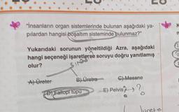 "İnsanların organ sistemlerinde bulunan aşağıdaki ya-
pılardan hangisi boşaltım sisteminde bulunmaz?"
Yukarıdaki sorunun yöneltildiği Azra, aşağıdaki
hangi seçeneği işaretlerse soruyu doğru yanıtlamış
olur?
SIN
A) Üreter
B) Üretra
C) Mesane
E) Pelvis?
O
Jurete
D) Fallopi tupu
K
n
1
G
1