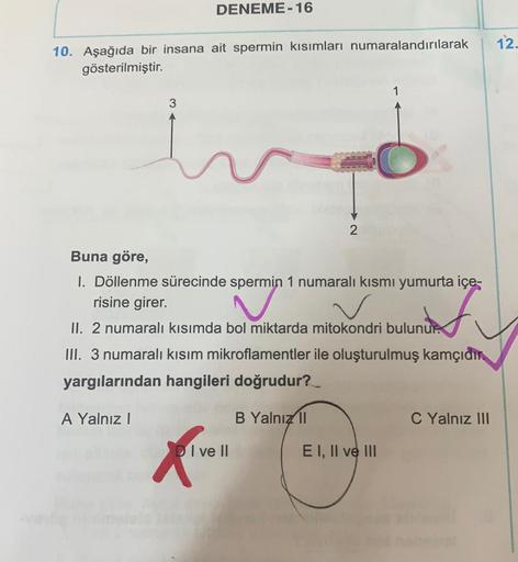 DENEME-16
12.
10. Aşağıda bir insana ait spermin kısımları numaralandırılarak
gösterilmiştir.
3
2
Buna göre,
1. Döllenme sürecinde spermin 1 numaralı kısmı yumurta içe-
1 munaralıks
risine girer.
II. 2 numaralı kısımda bol miktarda mitokondri bulunur.
III.