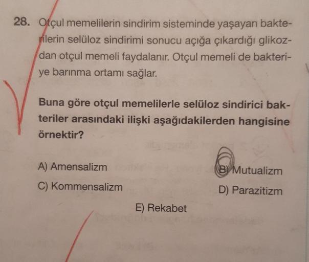 28. Otçul memelilerin sindirim sisteminde yaşayan bakte-
rilerin selüloz sindirimi sonucu açığa çıkardığı glikoz-
dan otçul memeli faydalanır. Otçul memeli de bakteri-
ye barınma ortamı sağlar.
Buna göre otçul memelilerle selüloz sindirici bak-
teriler ara