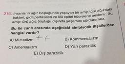 216. İnsanların ağız boşluğunda yaşayan bir amip türü ağızdaki
bakteri, gıda partikülleri ve ölü epitel hücrelerle beslenir. Bu
amip türü ağız boşluğu dışında yaşamını sürdüremez.
Bu iki canlı arasında aşağıdaki simbiyotik ilişkilerden
hangisi vardır?
A) Mutualizm ++
B) Kommensalizm
C) Amensalizm
D) Yarı parazitlik
E) Dış parazitlik