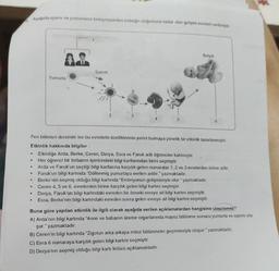 9.
.
Aşağıda sperm ve yumurtanın birleşmesinden bebeğin doğumuna kadar olan gelişim evreleri verilmiştir.
●
●
●
●
Yumurta
Fen bilimleri dersinde ise bu evrelerin özelliklerinin yerini bulmaya yönelik bir etkinlik tasarlanmıştır.
Etkinlik hakkında bilgiler:
Etkinliğe Arda, Berke, Ceren, Derya, Esra ve Faruk adlı öğrenciler katılmıştır.
Her öğrenci bir torbanın içerisindeki bilgi kartlarından birini seçmiştir.
Arda ve Faruk'un seçtiği bilgi kartlarına karşılık gelen numaralar 1, 2 ve 3 evrelerden birine aittir.
Faruk'un bilgi kartında "Döllenmiş yumurtaya verilen addır." yazmaktadır.
Berke'nin seçmiş olduğu bilgi kartında "Embriyonun gelişmesiyle olur." yazmaktadır.
Ceren 4, 5 ve 6. evrelerden birine karşılık gelen bilgi kartını seçmiştir.
●
Sperm
2
5
Bebek
6
Derya, Faruk'un bilgi kartındaki evreden bir önceki evreye ait bilgi kartını seçmiştir.
Esra, Berke'nin bilgi kartındaki evreden sonra gelen evreye ait bilgi kartını seçmiştir.
Buna göre yapılan etkinlik ile ilgili olarak aşağıda verilen açıklamalardan hangisine ulaşılamaz?
A) Arda'nın bilgi kartında "Anne ve babanın üreme organlarında mayoz bölünme sonucu yumurta ve sperm olu-
şur." yazmaktadır.
B) Ceren'in bilgi kartında "Zigotun arka arkaya mitoz bölünmeler geçirmesiyle oluşur." yazmaktadır.
C) Esra 6 numaraya karşılık gelen bilgi kartını seçmiştir.
D) Derya'nın seçmiş olduğu bilgi kartı fetüsü açıklamaktadır.