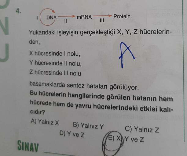 N
4.
1 DNA
mRNA
||
Yukarıdaki işleyişin gerçekleştiği X, Y, Z hücrelerin-
den,
X hücresinde I nolu,
A
Y hücresinde Il nolu,
Z hücresinde III nolu
Protein
basamaklarda sentez hataları görülüyor.
Bu hücrelerin hangilerinde görülen hatanın hem
hücrede hem de
