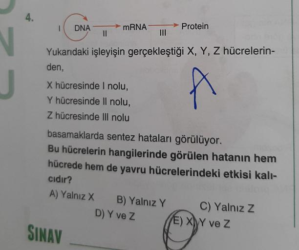 N
4.
1 DNA
mRNA
||
Yukarıdaki işleyişin gerçekleştiği X, Y, Z hücrelerin-
den,
X hücresinde I nolu,
A
Y hücresinde Il nolu,
Z hücresinde III nolu
Protein
basamaklarda sentez hataları görülüyor.
Bu hücrelerin hangilerinde görülen hatanın hem
hücrede hem de 