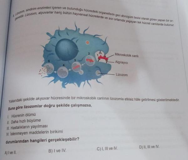 3 Lizozom, sindirim enzimleri içeren ve… Ortaokul Fen Bilgisi 3 Lizozom, sindirim enzimleri içeren ve… Ortaokul Fen Bilgisi