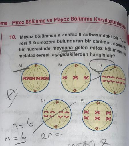 me-Mitoz Bölünme ve Mayoz Bölünme Karşılaştırılması
10. Mayoz bölünmenin anafaz II safhasındaki bir hüc
resi 6 kromozom bulunduran bir canlının, somatik
bir hücresinde meydana gelen mitoz bölünmenin
metafaz evresi,
aşağıdakilerden
hangisidir?
C)
Ø
A)
XXXXX