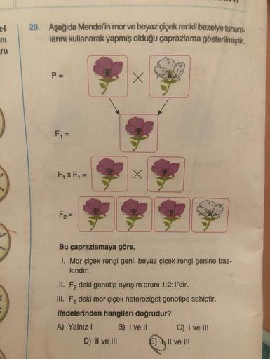 ni
ru
20. Aşağıda Mendel'in mor ve beyaz çiçek renkli bezelye tohum-
larını kullanarak yapmış olduğu çaprazlama gösterilmiştir.
P =
F₁ =
F₁ x F₁ =
F₂=
X
X
Bu çaprazlamaya göre,
1. Mor çiçek rengi geni, beyaz çiçek rengi genine bas-
kındır.
II. F₂ deki geno