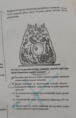 3. Aşağıda bir hayvan hücresinde gerçekleşen metabolik olaylar
ve bu olaylarda görev yapan hücresel yapılar şematik olarak
gösterilmiştir.
ller-
iste-
mciği
organel.
Treting
MM
www
HA
Bu hücre ve gerçekleştirdiği metabolik olaylarla ilgili aşa-
ğıdaki ifadelerden hangisi yanlıştır?
AEkzositoz olayı ile hücre dışına salgılama yapan, metabolik
yönden aktif bir hayvan hücresidir.
B) Madde üretiminde ve taşınmasında sırasıyla ribozom
endoplazmik retikulum - golgi cisimciği ve koful organelleri
görev alır.
C) Bu hücrede hem anabolik hem de katabolik olaylar gerçek-
leşir.
D) Gerçekleştirdiği sentez ve salgılama olaylarında ATP har-
canır.
E) Steroit yapılı bir madde salgıladığı için granülsüz endop-
lazmik retikulum organeli gelişmiştir.