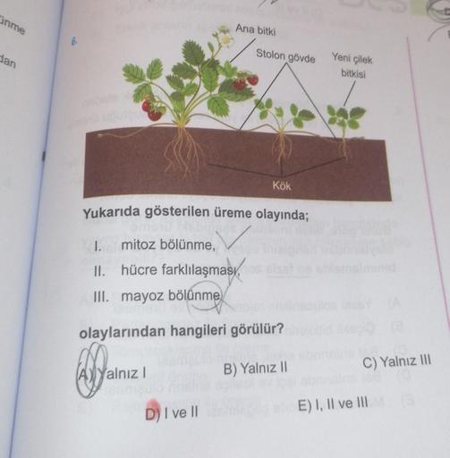 inme
dan
6.
emerd
I. mitoz bölünme,
II.
III. mayoz bölünme
Ana bitki
Yukarıda gösterilen üreme olayında;
hücre farklılaşması,
Stolon gövde
D) I ve Il
Kök
olaylarından hangileri görülür?
Da
AYYalnız I
B) Yalnız II
Yeni çilek
bitkisi
(8
C) Yalnız III
E) I, I