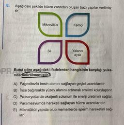 8. Aşağıdaki şekilde hücre zarından oluşan bazı yapılar verilmiş-
tir.
Mikrovillus
Sil
Kamçı
Yalancı
ayak
PR Buna göre aşağıdaki ifadelerden hangisinin karşılığı yuka-
rida belirtilmemiştir?
A) Fagositozla besin alımını sağlayan geçici uzantılardır.
B) Ince bağırsakta yüzey alanını artırarak emilimi kolaylaştırır.
C) Prokaryotlarda oksijenli solunum ile enerji üretimini sağlar.
D) Paramesyumda hareketi sağlayan cre uzantılarıdır.
E) Mikrotübül yapıda olup memelilerde sperm hareketini sağ-
lar.